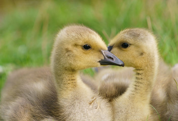 cute Canada goose gosling
