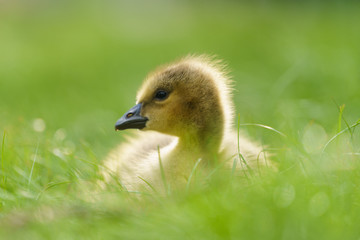 cute Canada goose gosling