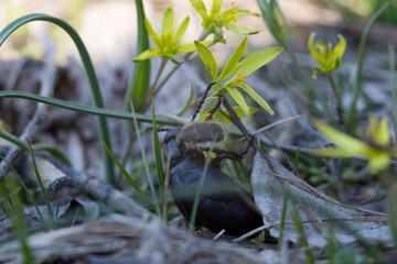 Struggle and rivalry. Little furry beetle seems to be bravely fighting black thick beetle for yellow flower. Insects Tropinota hirta and European oil beetle Meloe proscarabaeus macro close-up