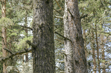 Closeup Of Pine Tree Forest In Sunny Day