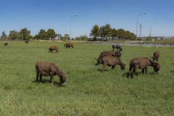 Heard of donkey graze in a green meadow.