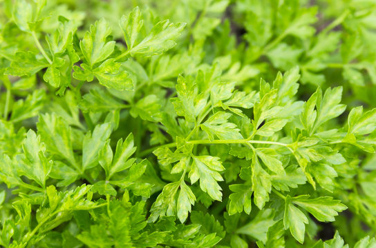 Background of green parsley leaves
