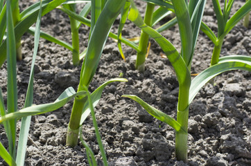 Garlic grows on the bed