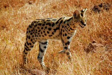 Serval Cat