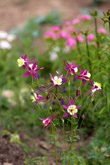 Obraz premium Beautiful Aquilegia in a garden