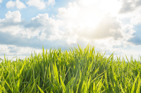 Green grass with daylight.