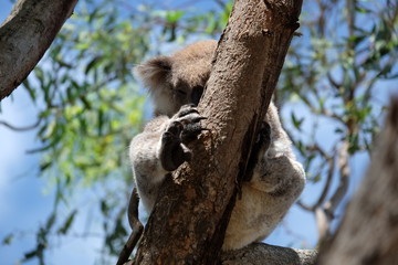 Australia, sleeping among the trees