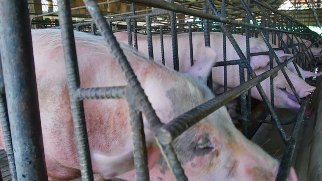Pig farm with lots of pork.