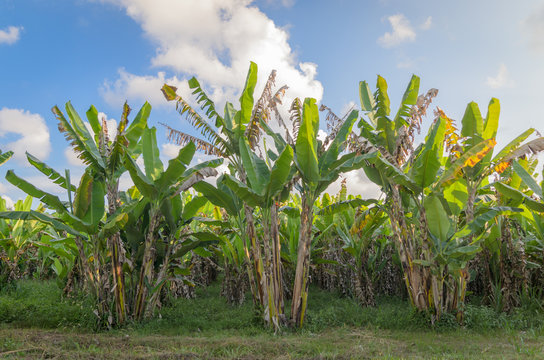 Banana tree plantation with daylight.