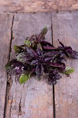purple basil on an old wooden background