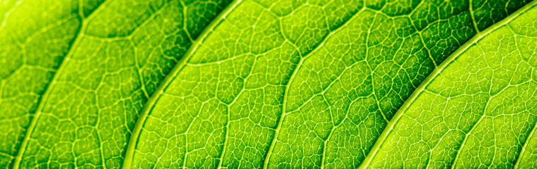Green Leaf Texture With Visible Stomata Covering The Outer Epidermis Layer