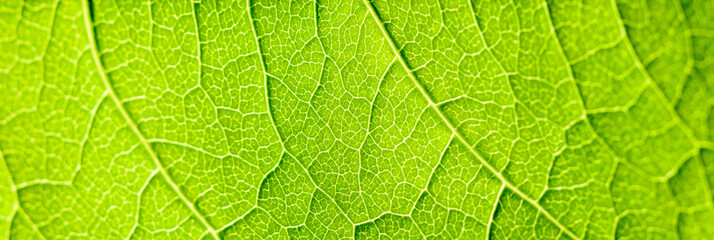 Green Leaf Texture With Visible Stomata Covering The Outer Epidermis Layer