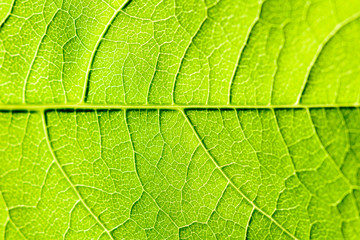 Fototapeta na wymiar Green Leaf Texture With Visible Stomata Covering The Outer Epidermis Layer