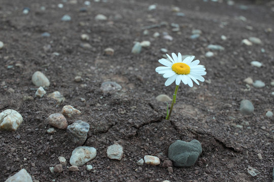 Fototapeta blühende Margerite in der Einöde