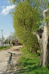 rower i stare drzewo © ftomasz