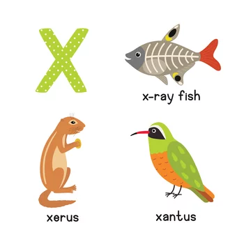 Cute Animal Zoo Alphabet. Letter X for x-ray fish, xantus, xerus