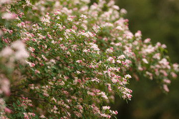 pink flowers in spring garden