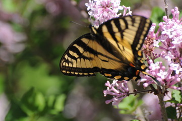 black and yellow butterfly