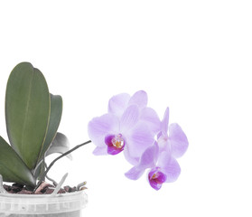 Orchid on a white background.