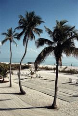 Palms and Shuffleboard