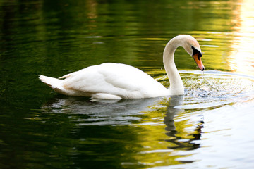 A beautiful Swan floats on the pond