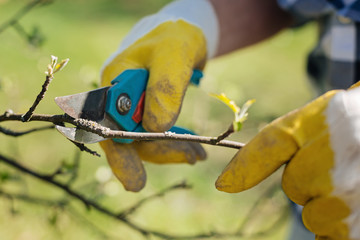 Scaled up shot of hands holding pruning shears