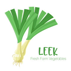Vector leek isolated on white background.Vegetable illustration for farm market menu. Healthy food design poster. Cartoon style vector illustration