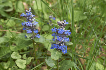 Ajuga reptans
