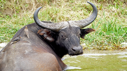 Water Buffalo in Kazinga Channel, Uganda