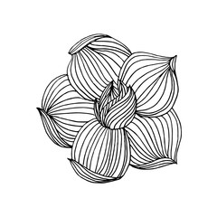 Black and white ink hand drawn wild flowers in vector
