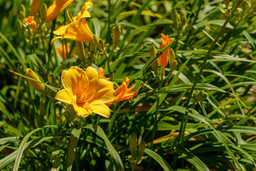 Yellow Day Lilies in bloom.