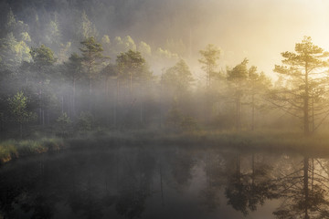 bog lake in morning fog