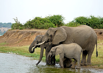 Elephants in Kazinga Channel, Uganda