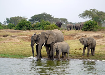 Fototapeta na wymiar Elephants in Kazinga Channel, Uganda
