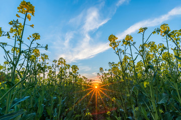 Low view from rapeseed field with yellow blooms on sunset
