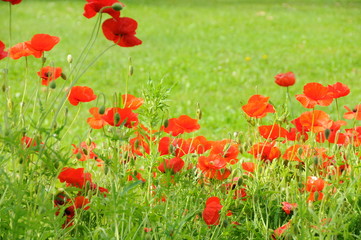 poppy flowers