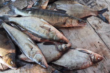 freshly caught fish, top view