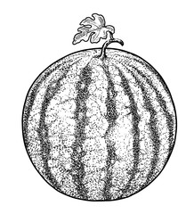 Watermelon illustration, drawing, engraving, ink, line art, vector
