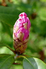 Geschlossene Blüte des Rhododendron