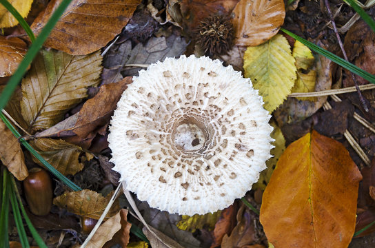 white mushroom and rotting leaves