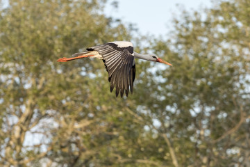 White stork (Ciconia ciconia) with large wings flying in the forest