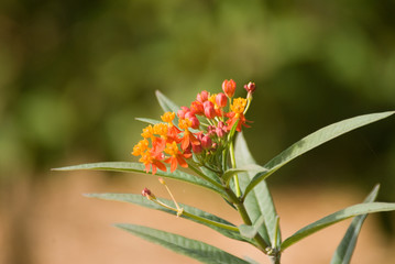 red flowering plant