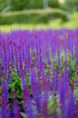 Lavender field in summer evening