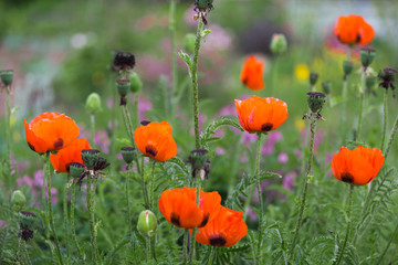 Poppy field in summer evening