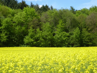 Blühendes Rapsfeld
