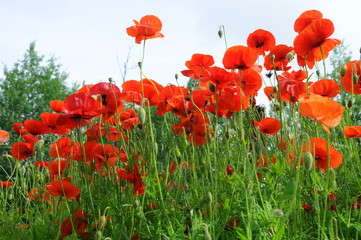 Obraz premium poppy flowers