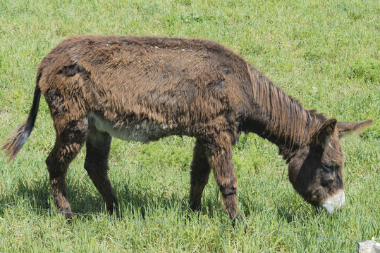 Heard of donkey graze in a green meadow.