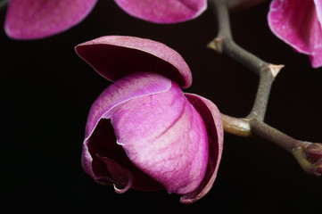 Fototapeta premium Pink orchid blossoms isolated on a black background
