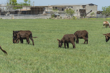 Heard of donkey graze in a green meadow.
