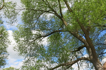 Arbre en plein ciel © Isabelle